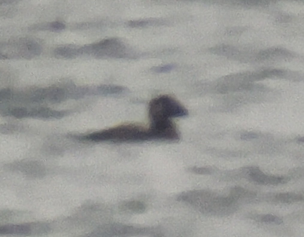 Surf Scoter - ML646564174