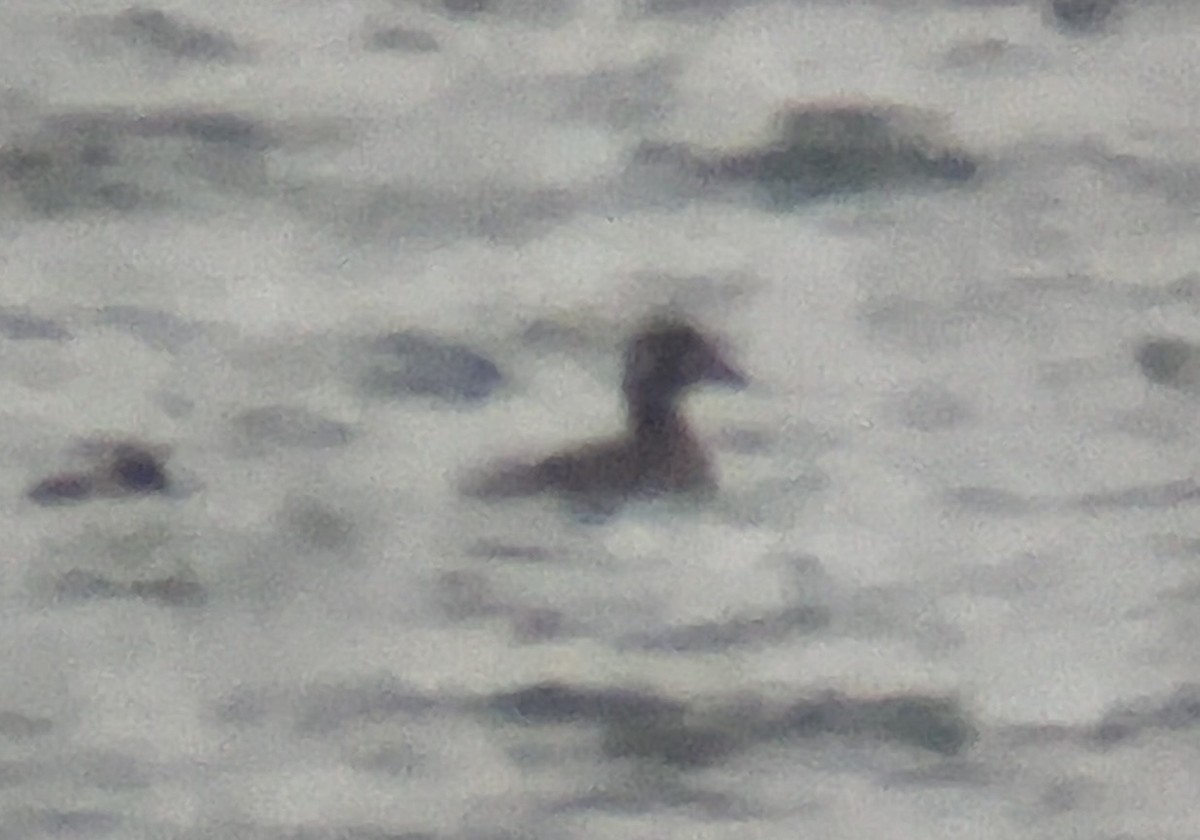 Surf Scoter - ML646564176