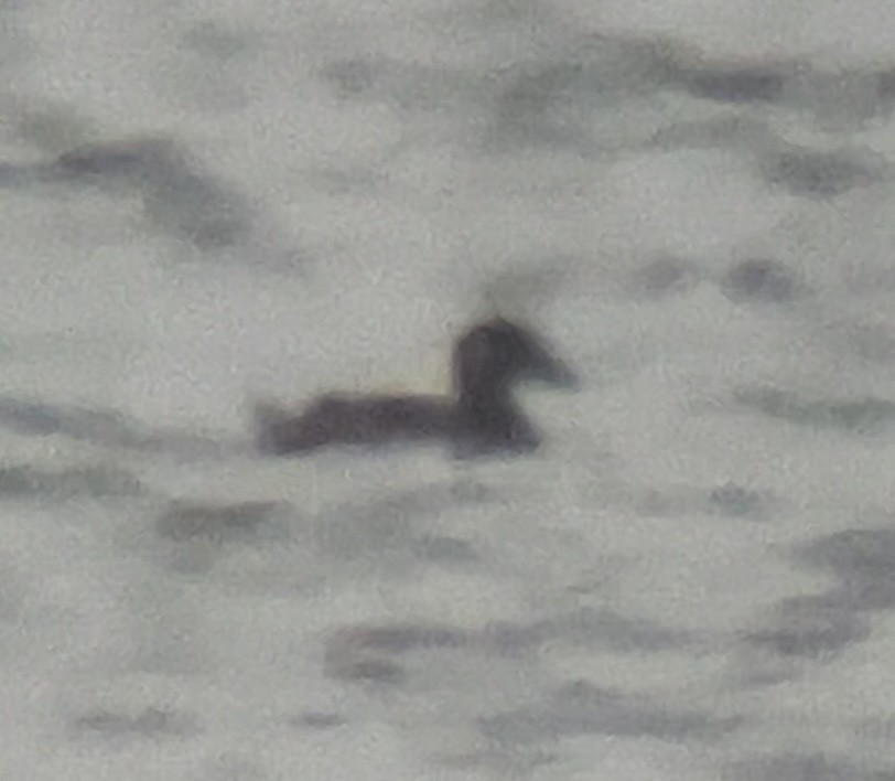 Surf Scoter - ML646564177