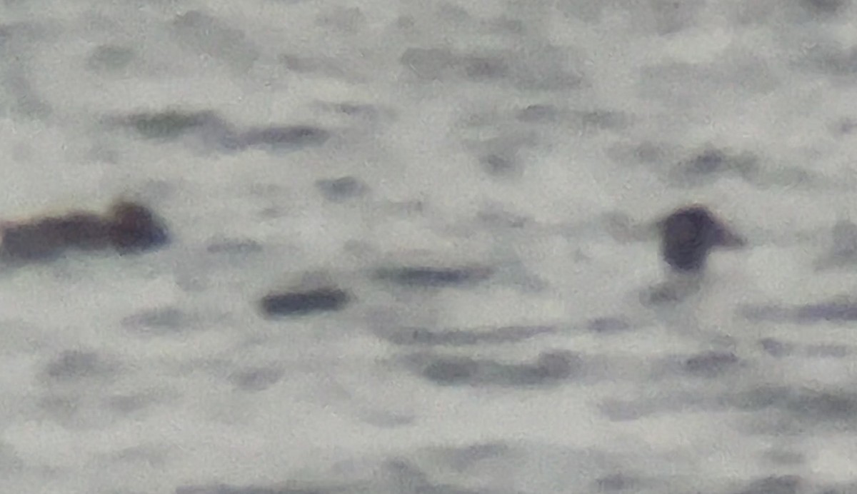 Surf Scoter - ML646564178