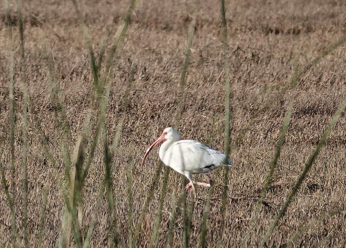 White Ibis - ML646564179