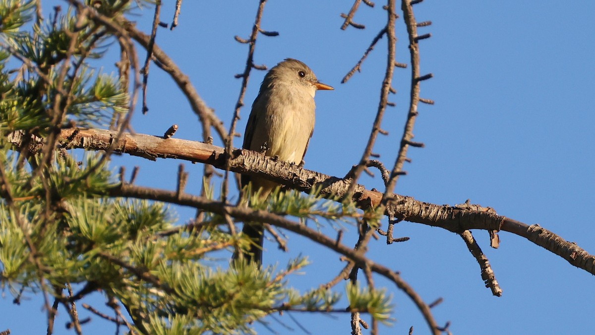 Greater Pewee - ML646564180