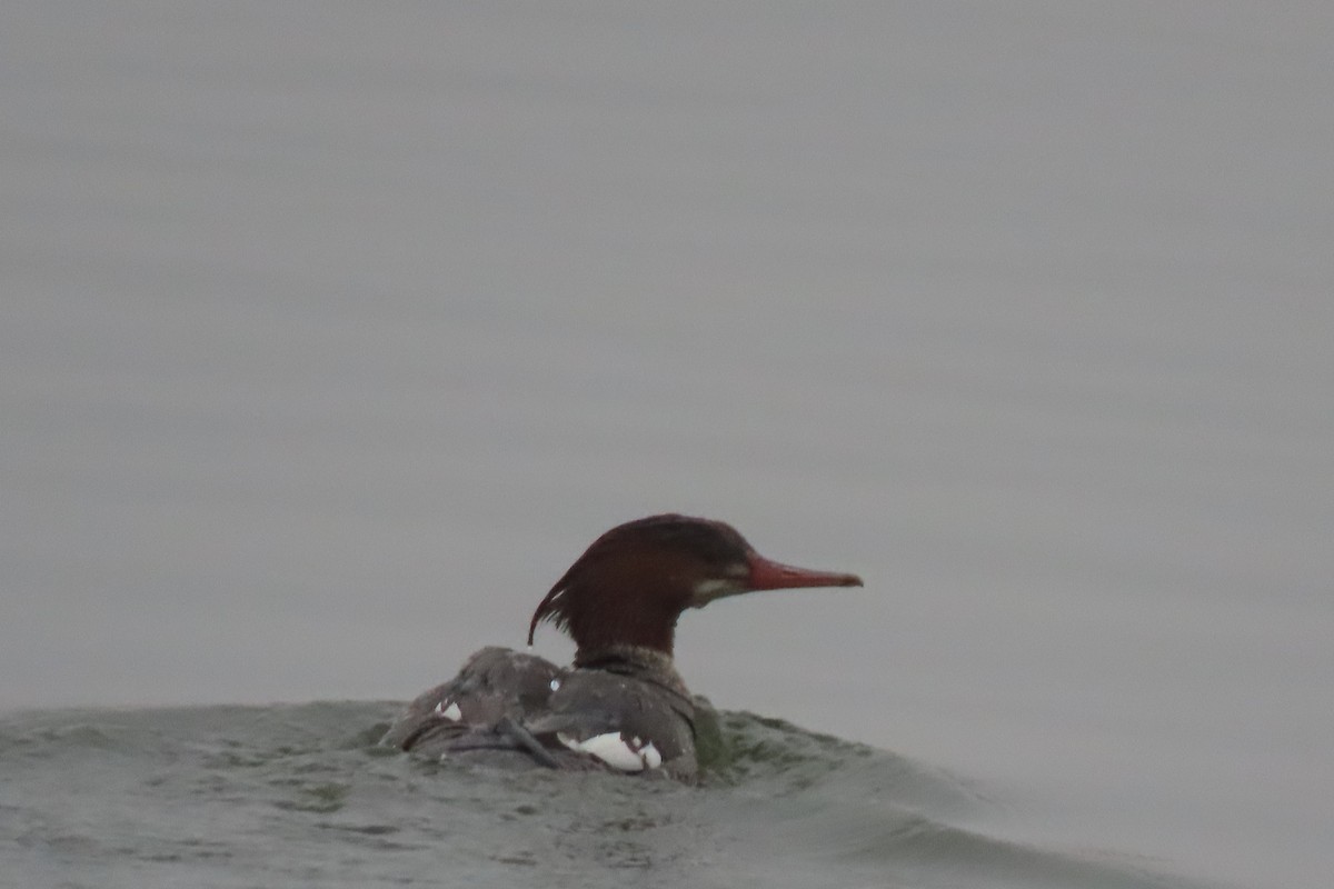 Red-breasted Merganser - ML646564183