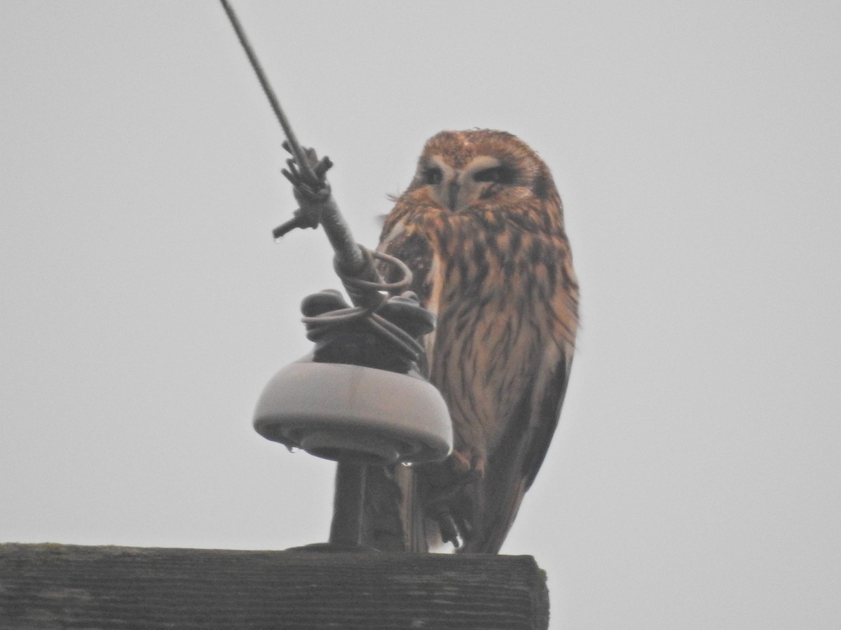 Short-eared Owl - ML646564185