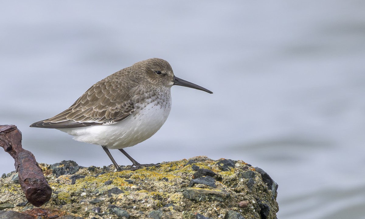 Dunlin - ML646564186