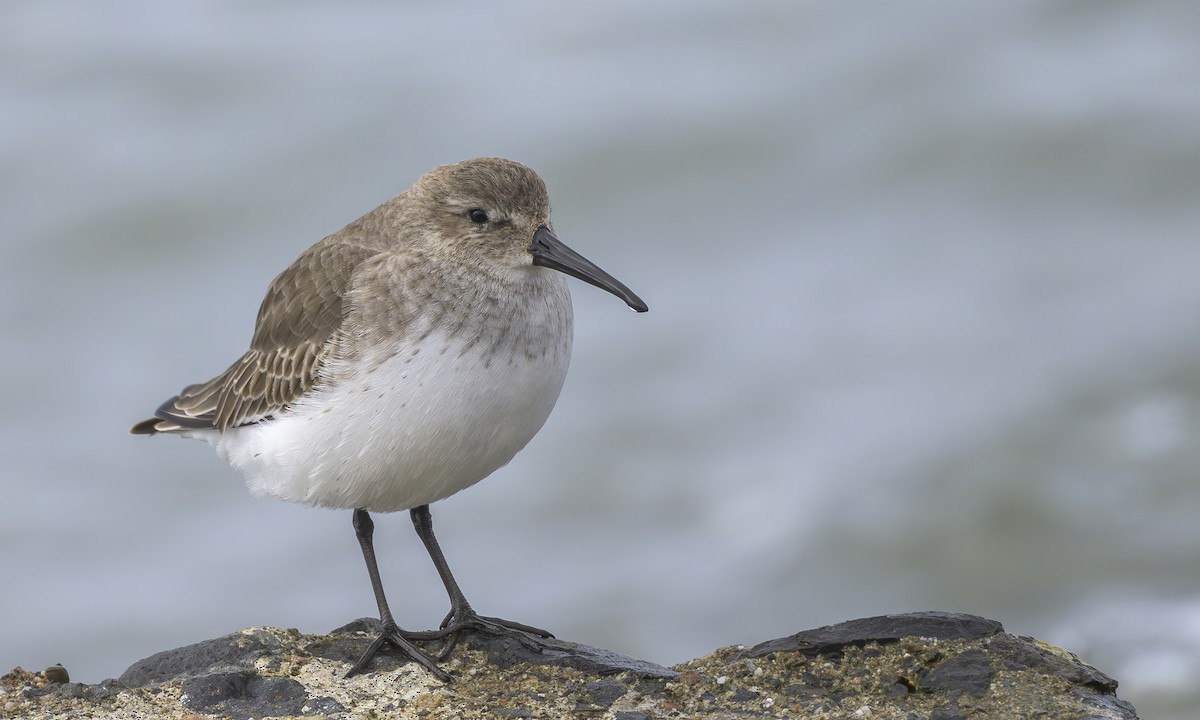 Dunlin - ML646564187