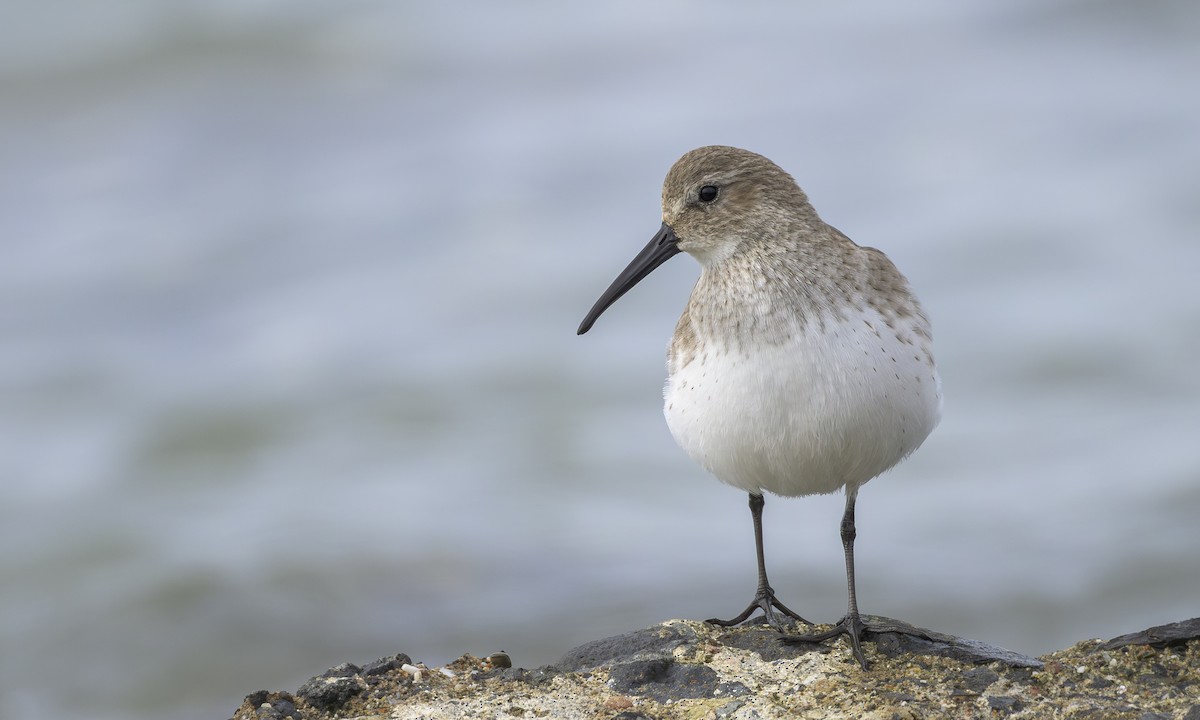 Dunlin - ML646564188