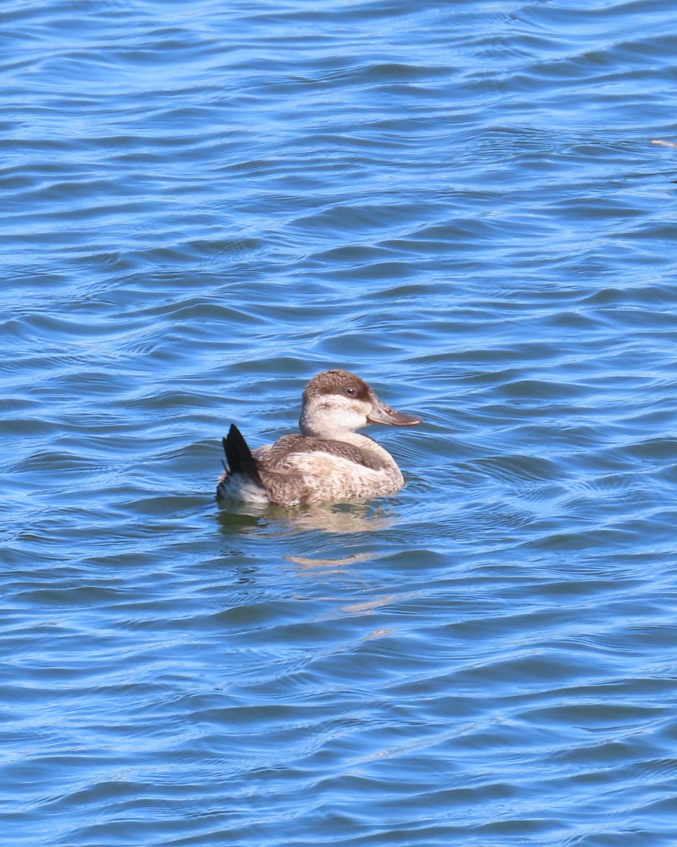 Американская савка - ML646564189