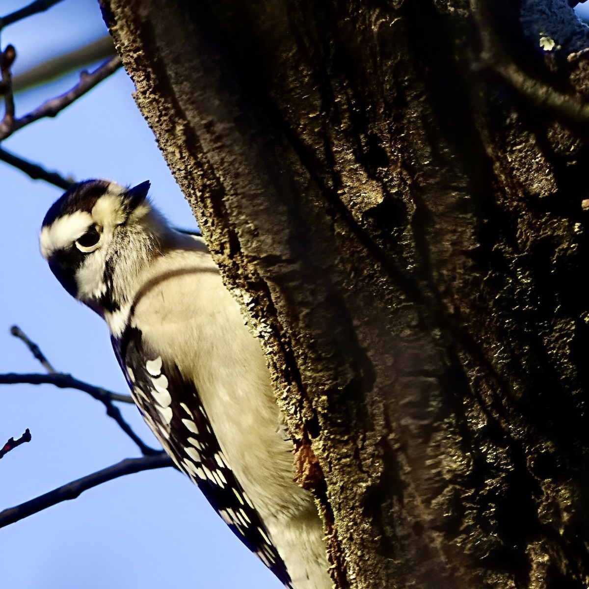 Downy Woodpecker - ML646564191