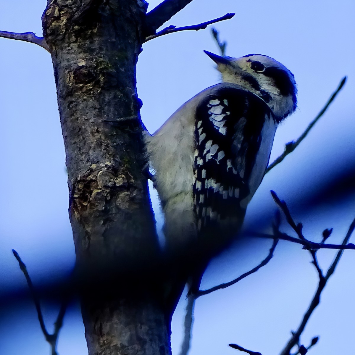 Downy Woodpecker - ML646564192