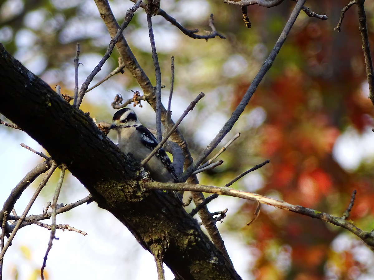 Downy Woodpecker - ML646564193