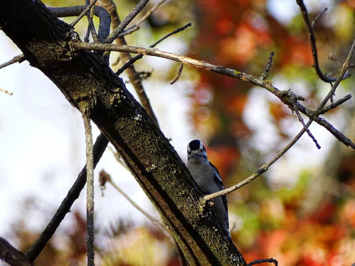 Downy Woodpecker - ML646564195