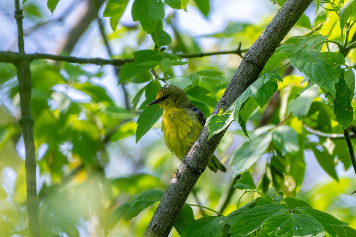 Blue-winged Warbler - ML646564198