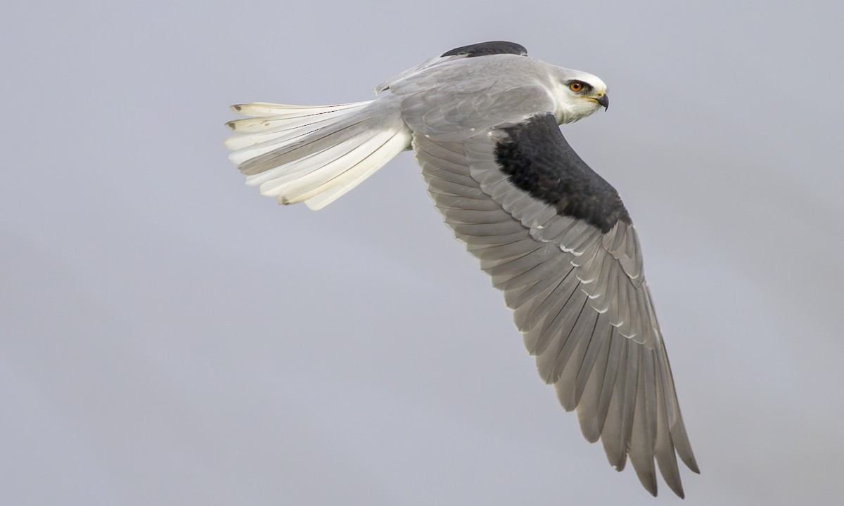 White-tailed Kite - ML646564204