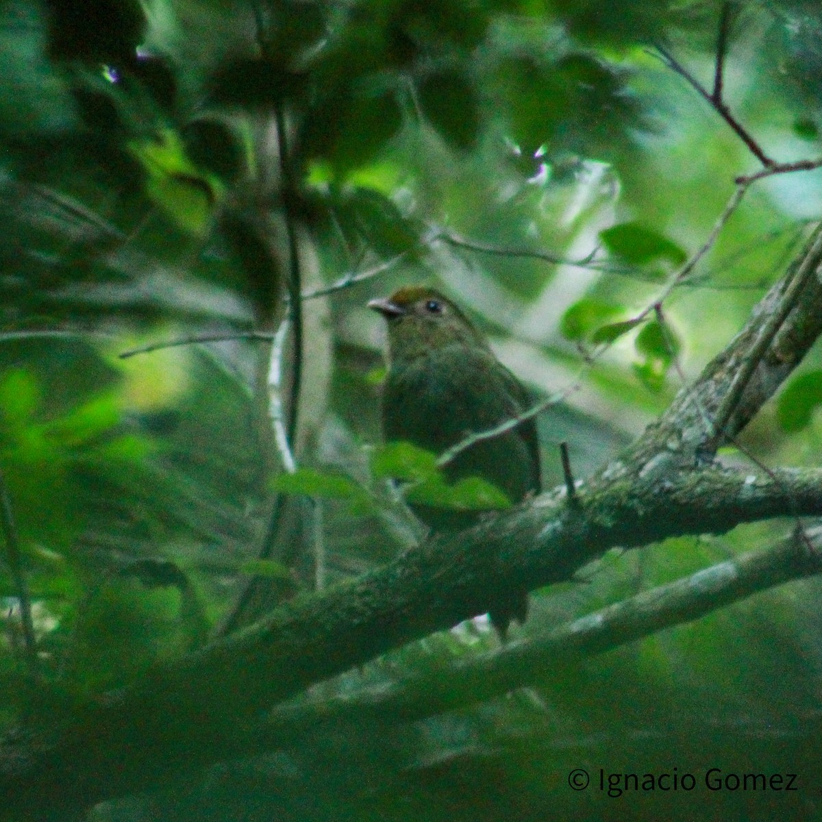 Swallow-tailed Manakin - ML646564206