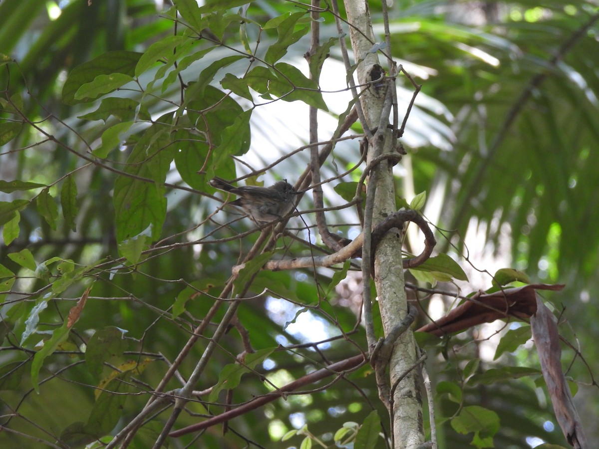 Brown Gerygone - ML646564207