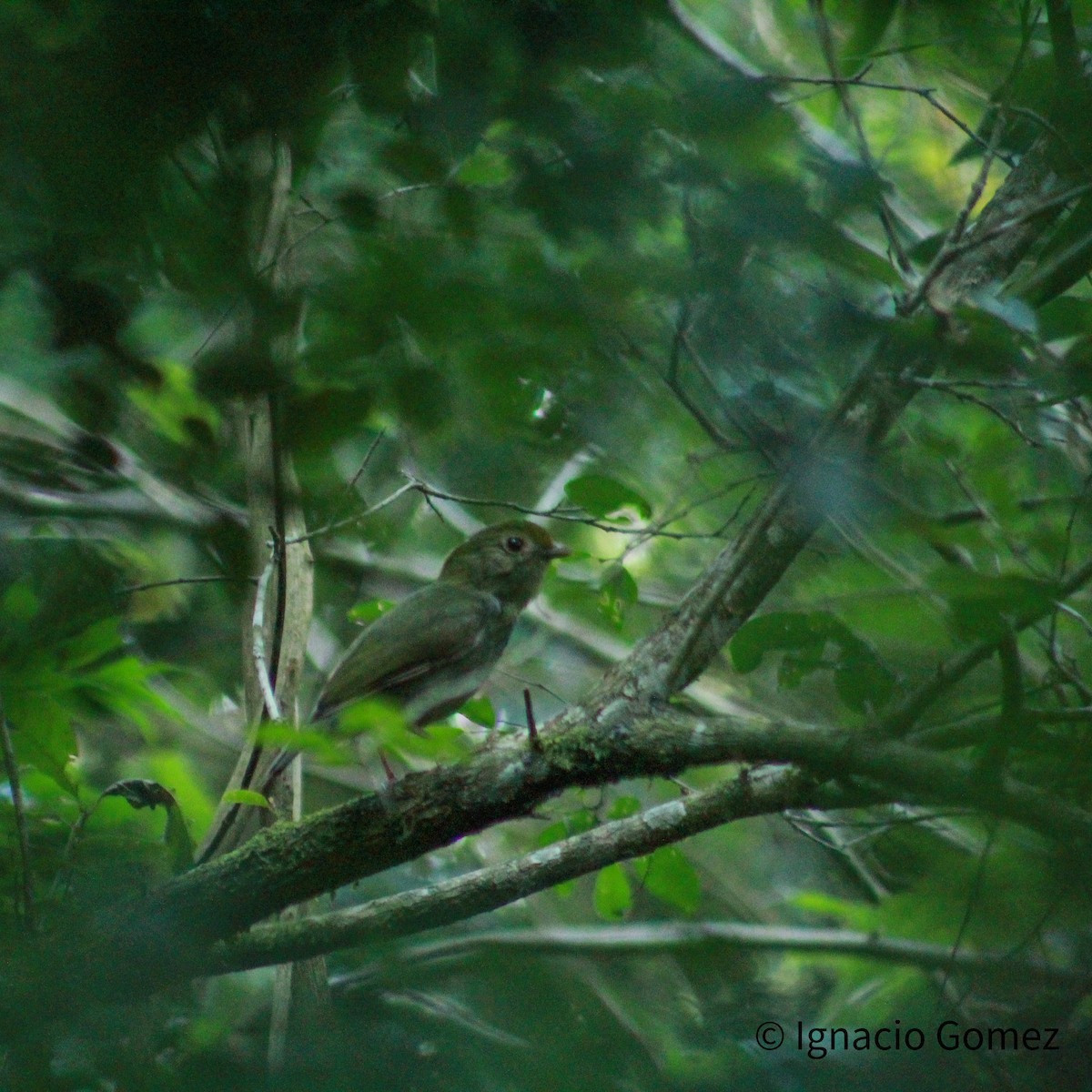 Swallow-tailed Manakin - ML646564208