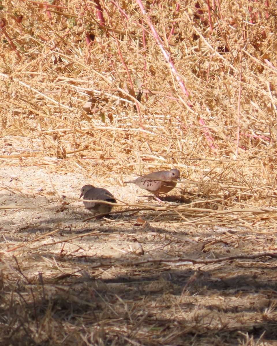 Common Ground Dove - ML646564209