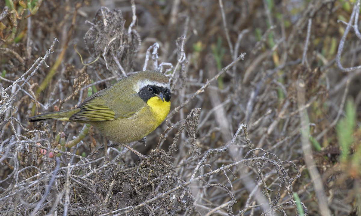 Common Yellowthroat - ML646564211