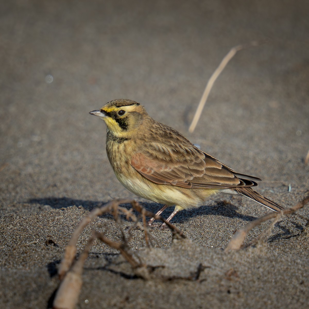 Horned Lark - ML646564214