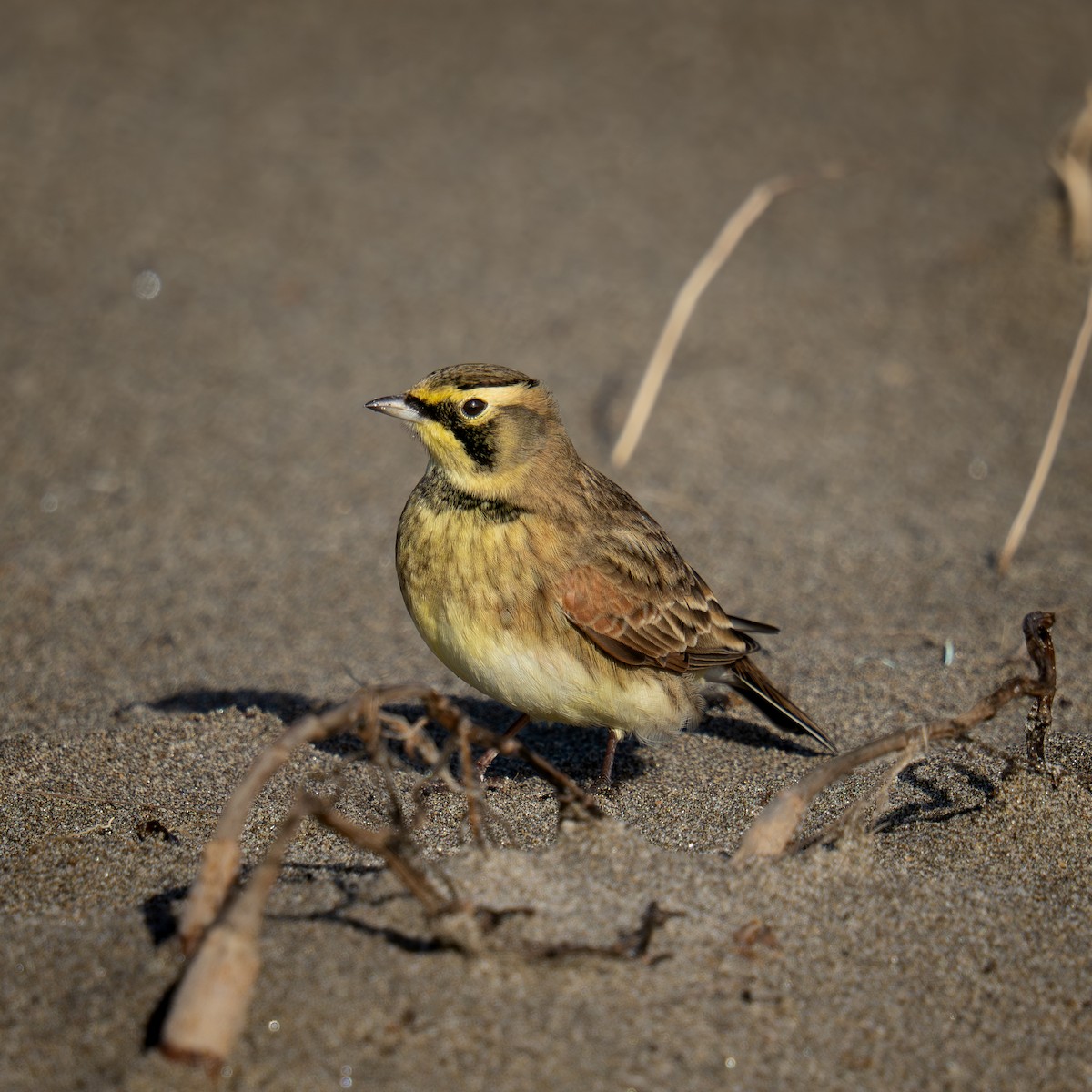 Horned Lark - ML646564215