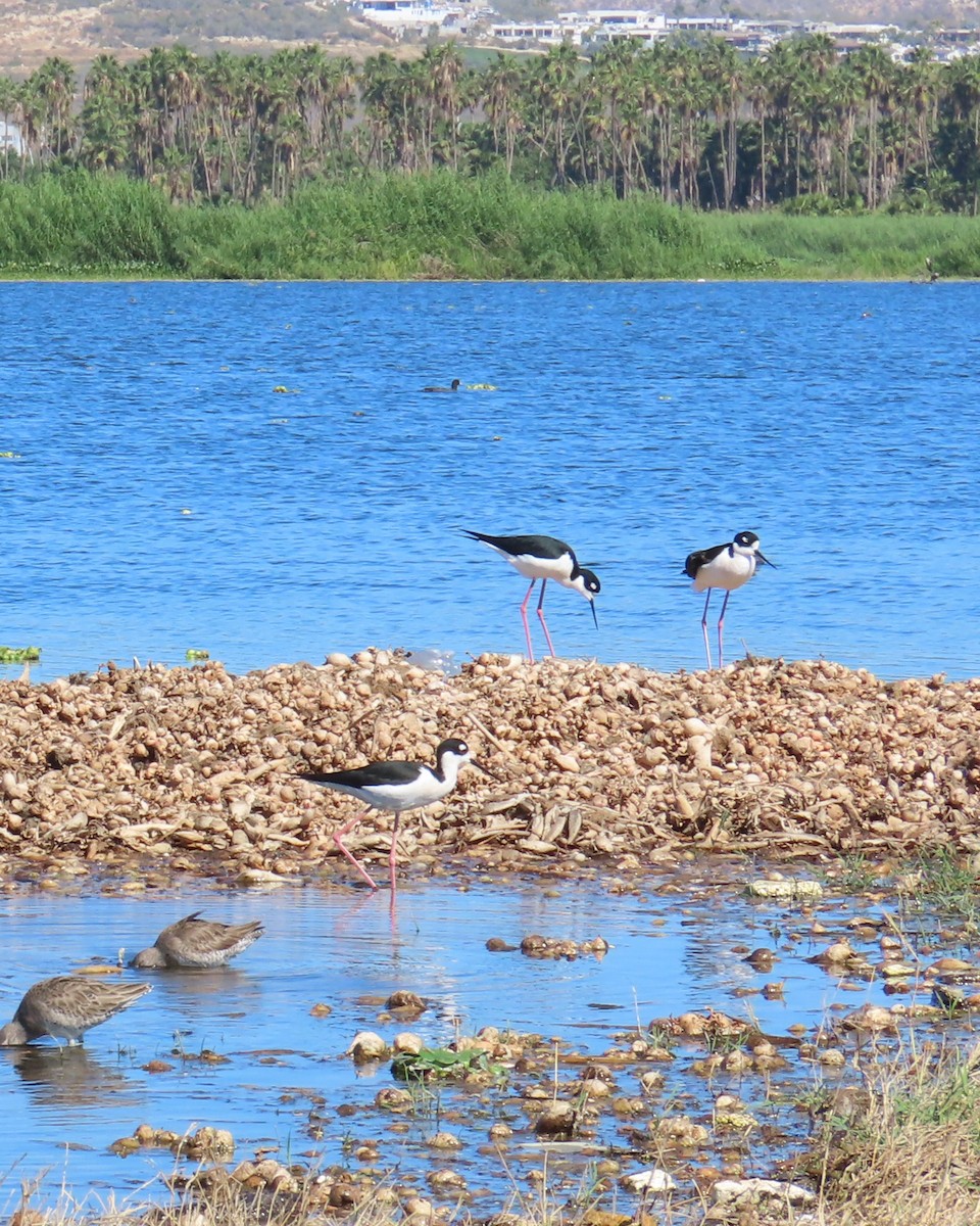 クロエリセイタカシギ - ML646564217