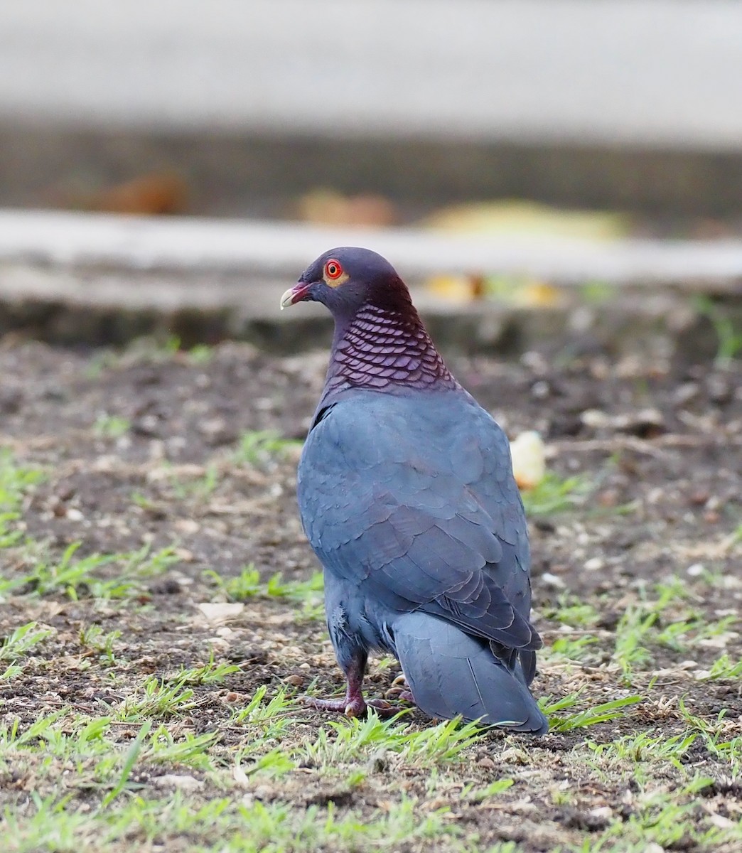 Scaly-naped Pigeon - ML646564218