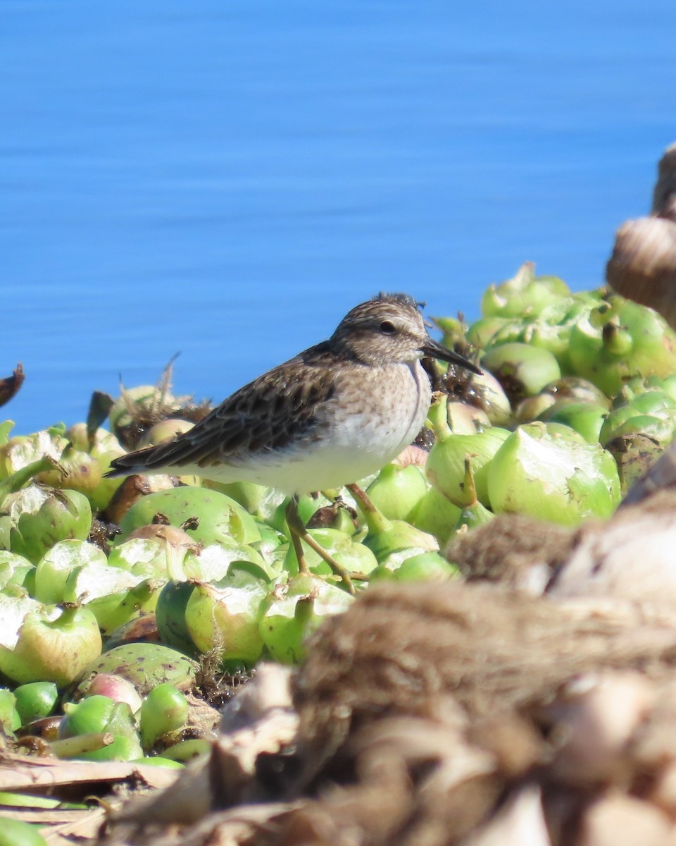 Least Sandpiper - ML646564219