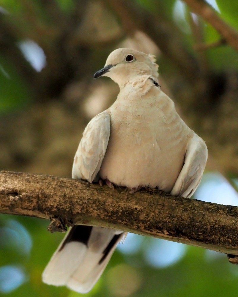 Eurasian Collared-Dove - ML646564222