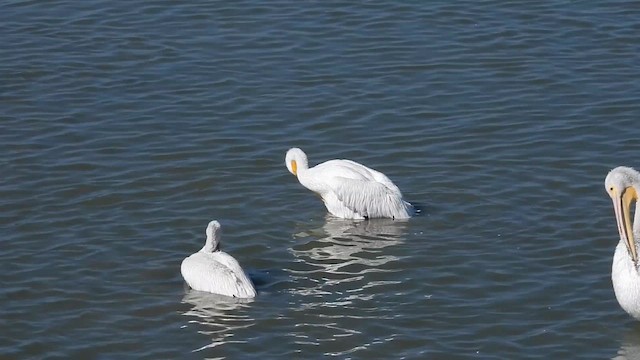 Пеликан-носорог - ML646564223