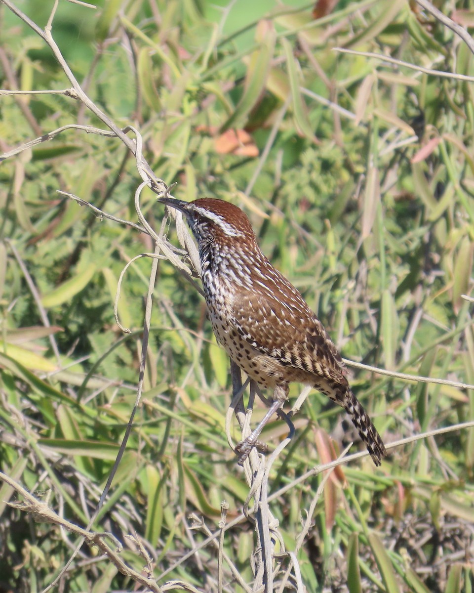 Cactus Wren - ML646564225