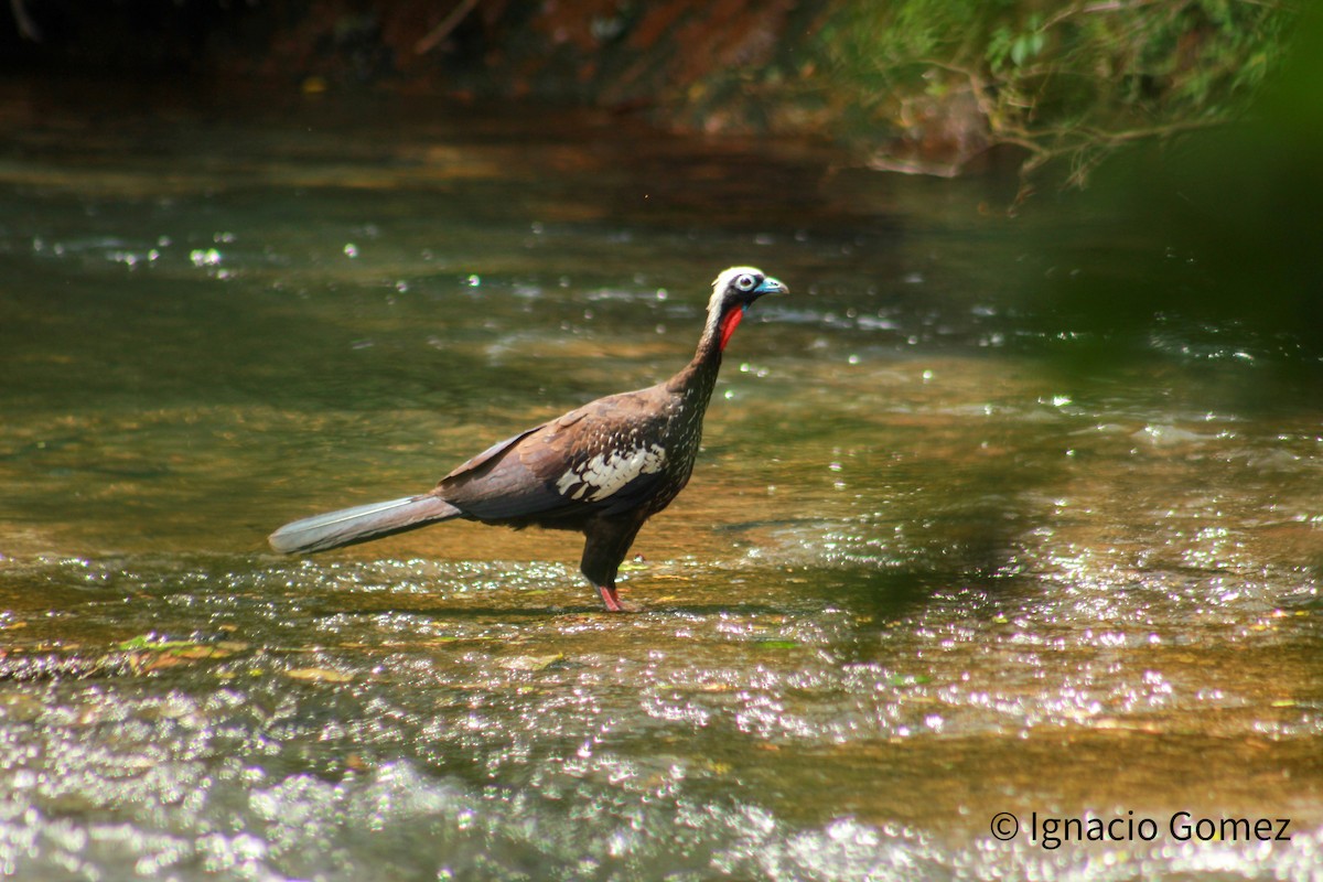 Black-fronted Piping-Guan - ML646564226