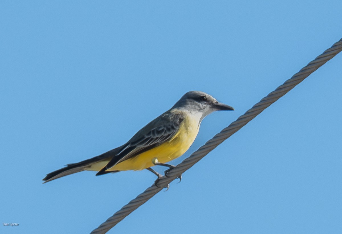 Tropical Kingbird - ML646564227