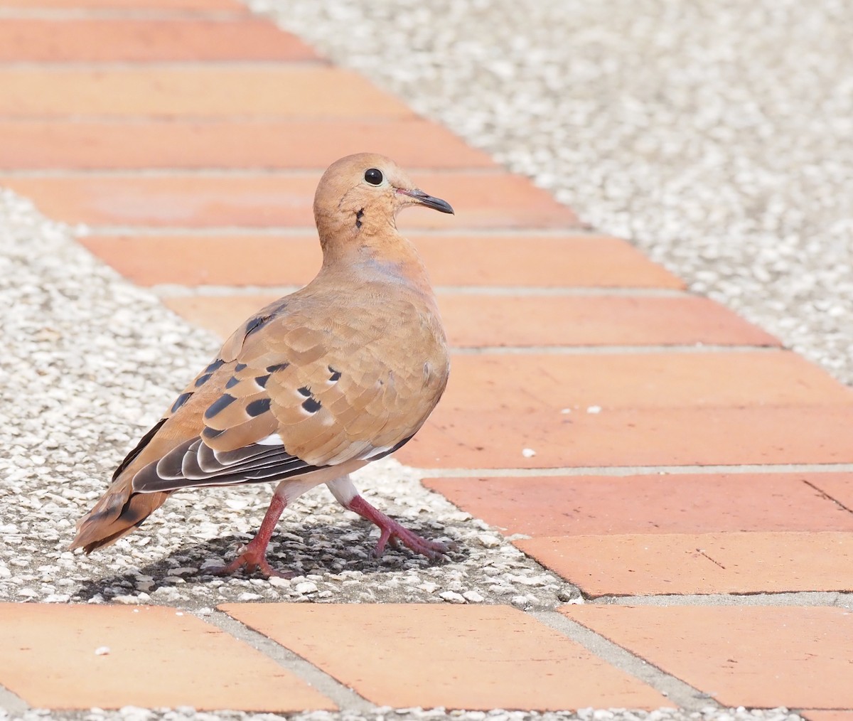 Zenaida Dove - ML646564228