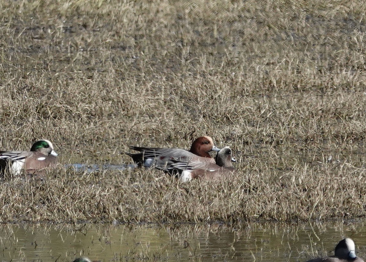 Eurasian Wigeon - ML646564230
