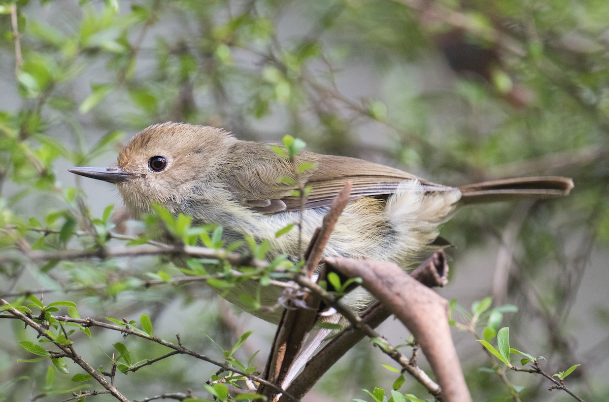 Кущовик східний - ML646564232