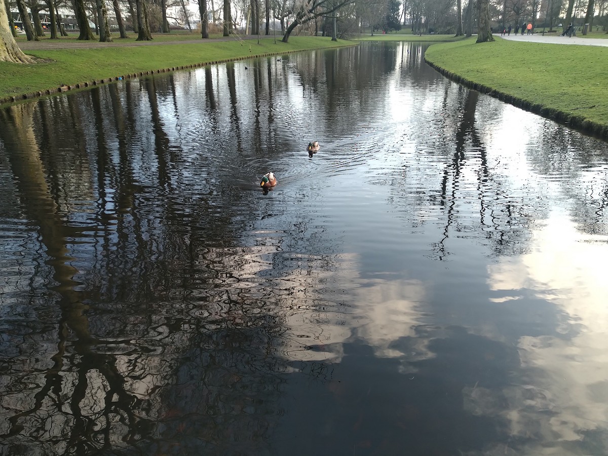 マガモ - ML646564234