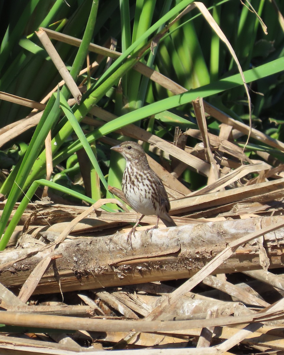 Savannah Sparrow - ML646564235