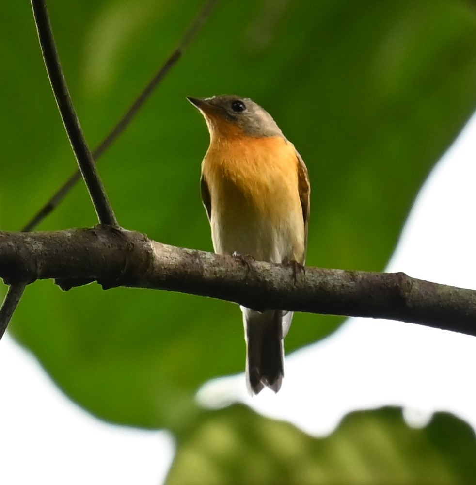 Mugimaki Flycatcher - ML646564236