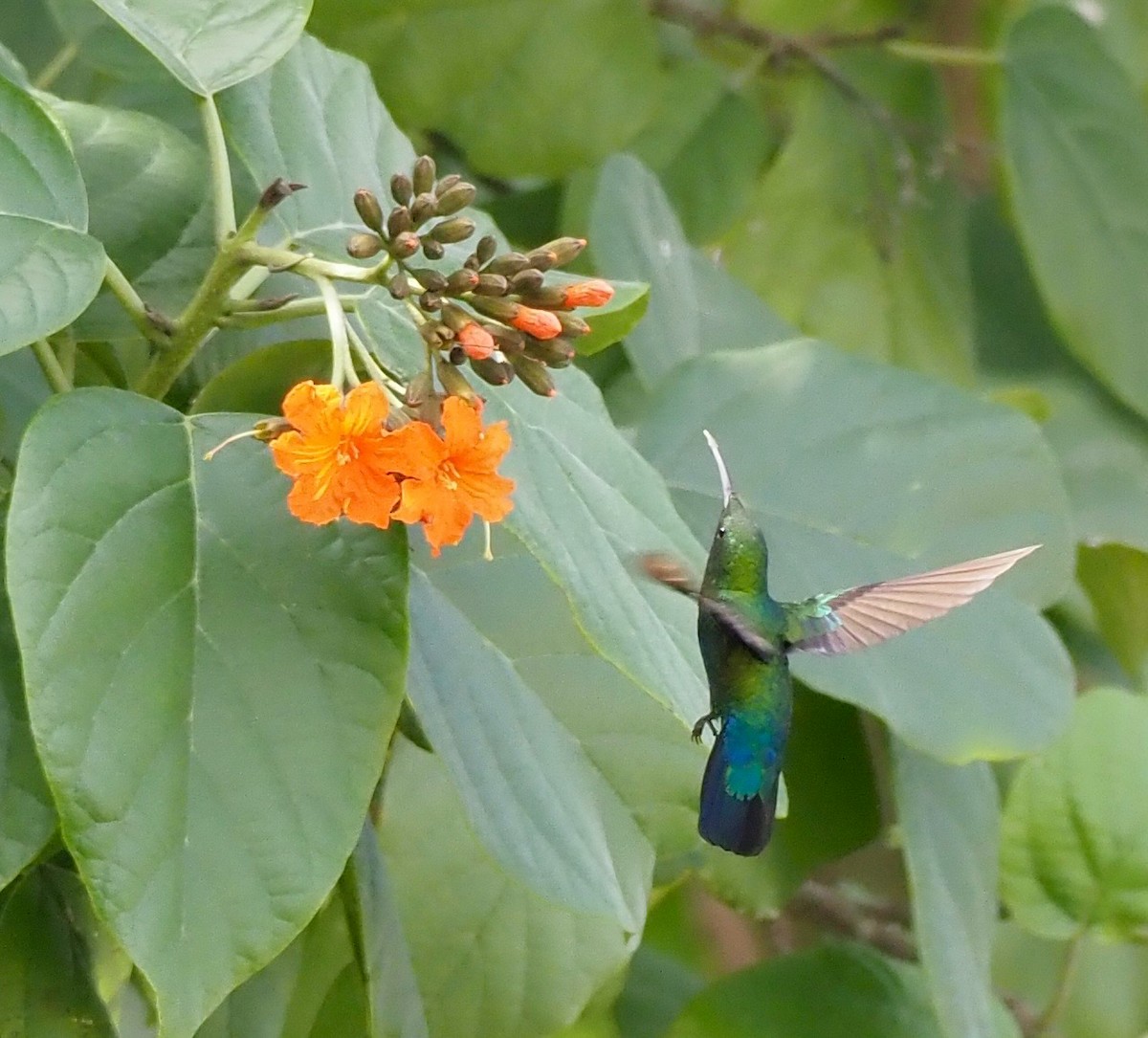 Green-throated Carib - ML646564237