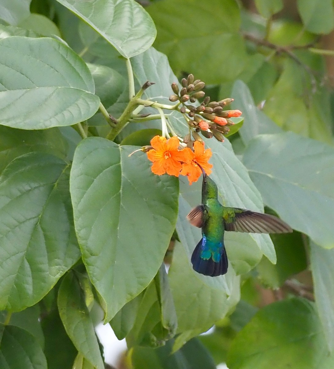 Green-throated Carib - ML646564238