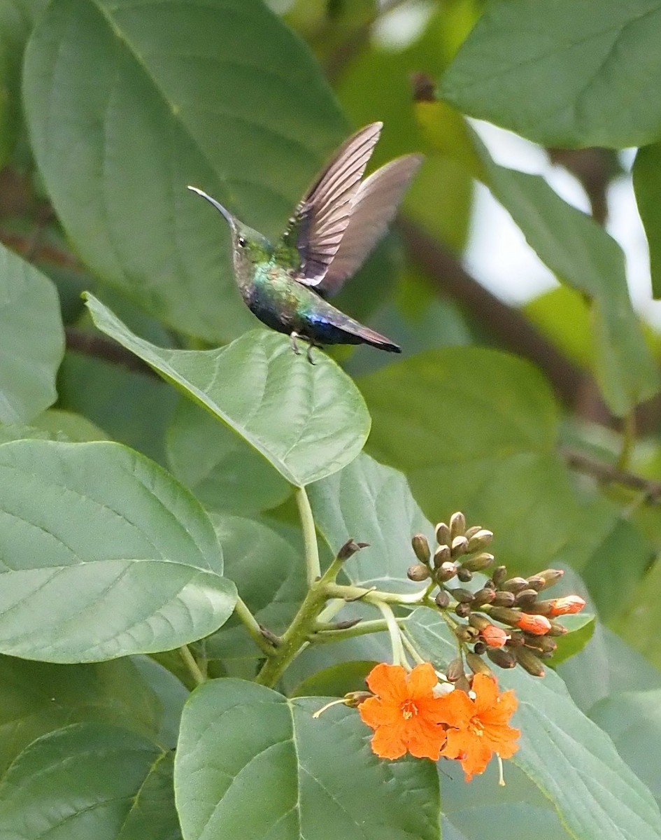 Green-throated Carib - ML646564239