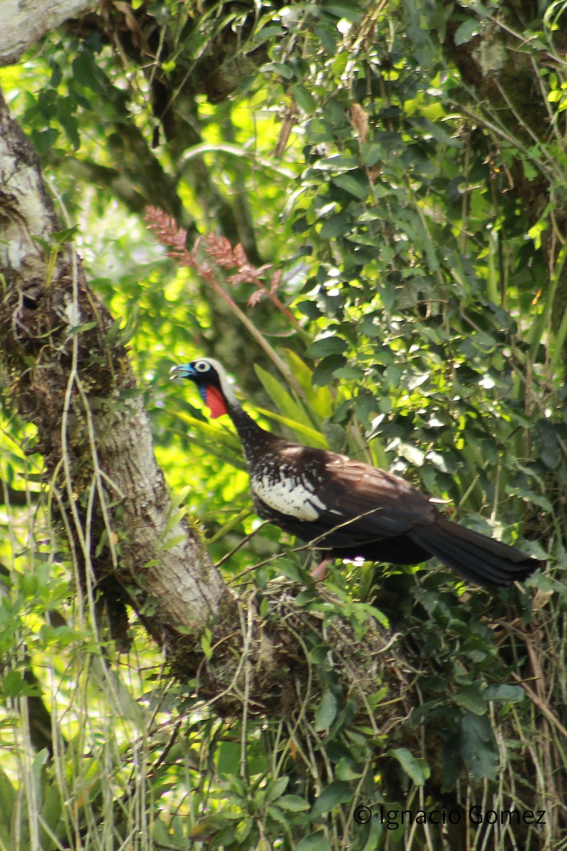 Black-fronted Piping-Guan - ML646564240
