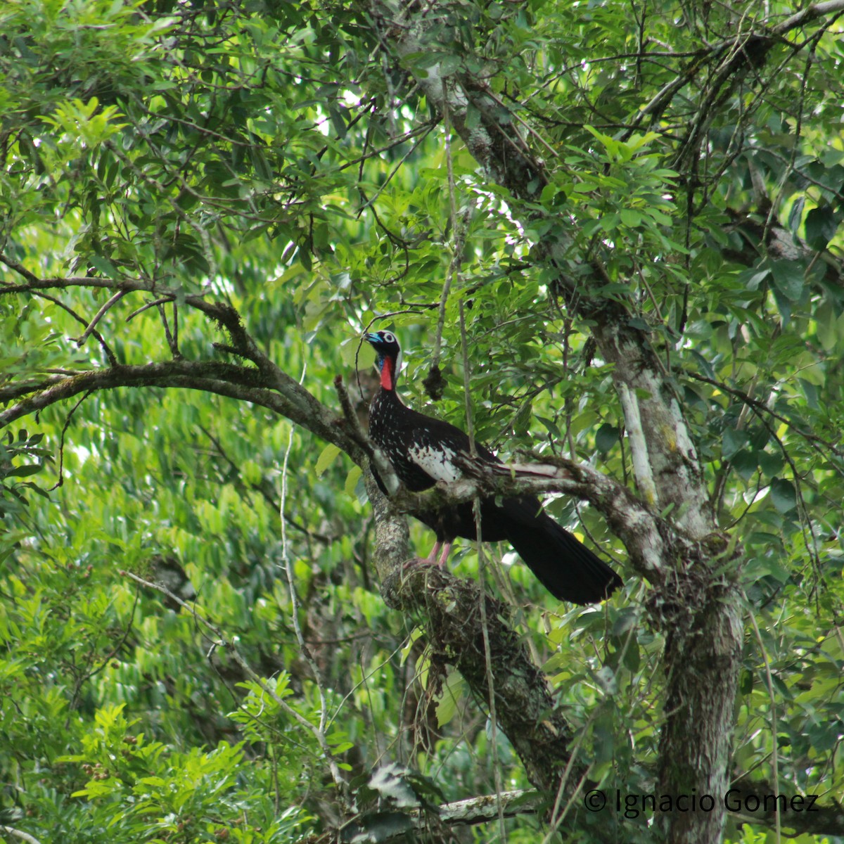 Black-fronted Piping-Guan - ML646564241