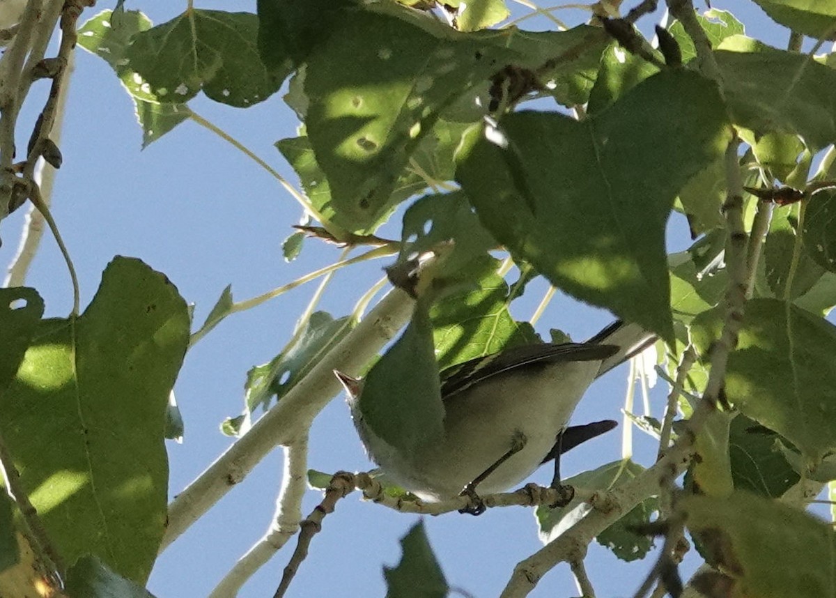 Chestnut-sided Warbler - ML646564243