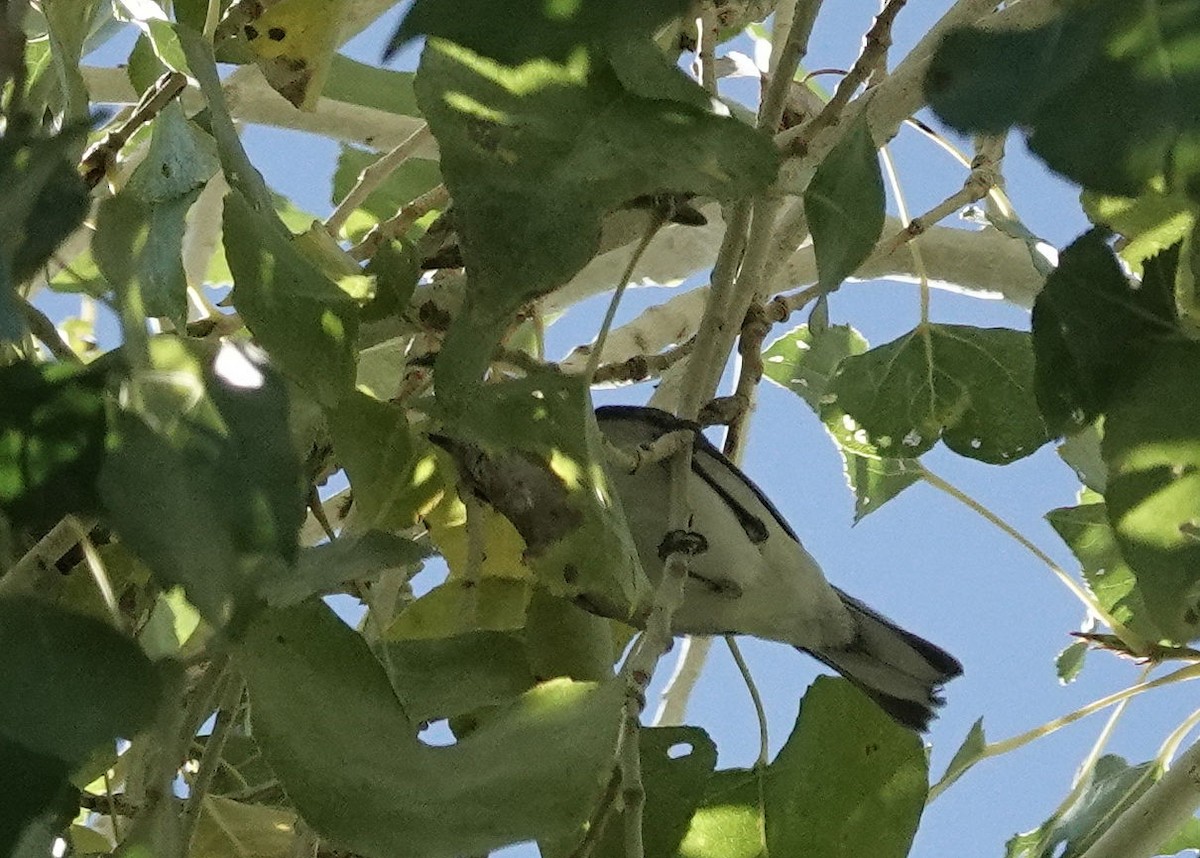 Chestnut-sided Warbler - ML646564244