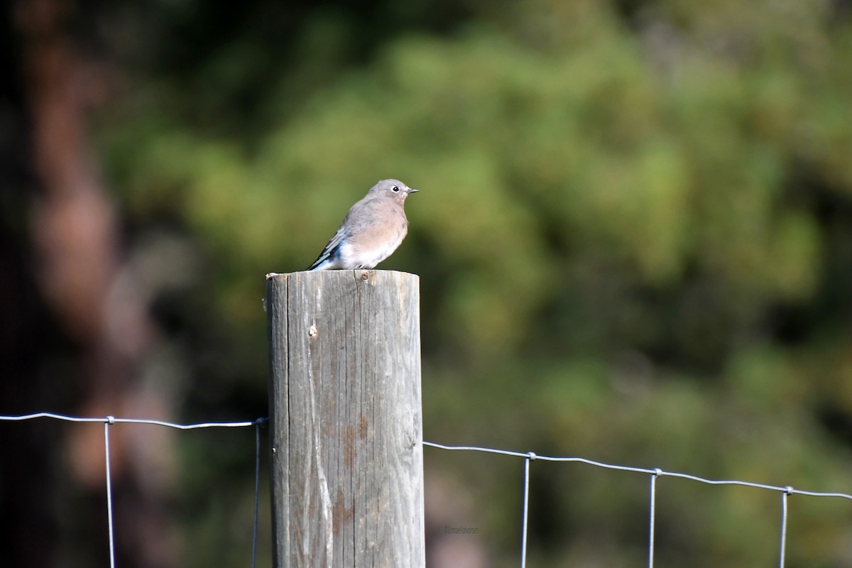Mountain Bluebird - ML646564245