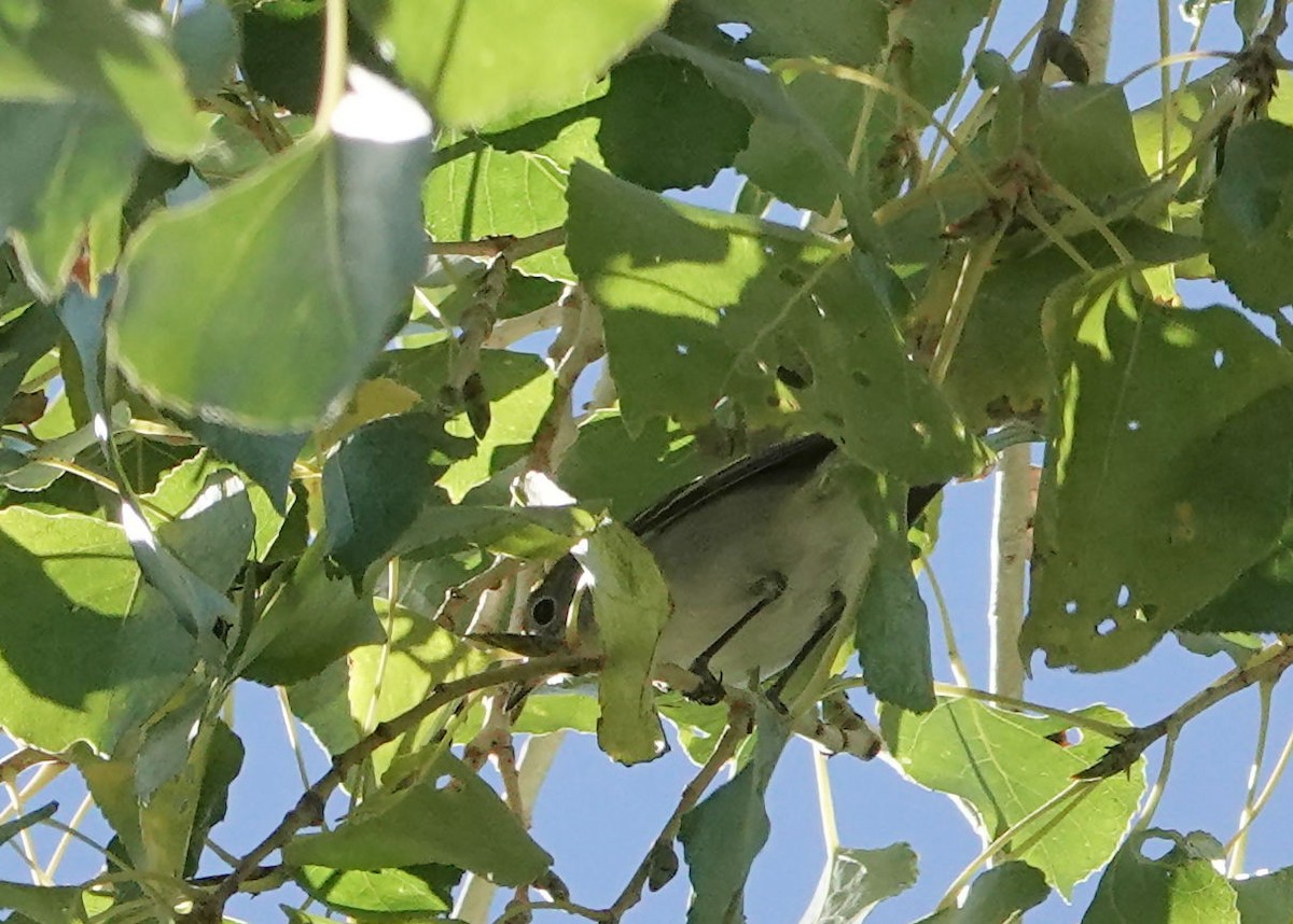 Chestnut-sided Warbler - ML646564246