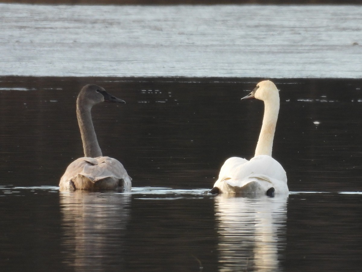 Cygne trompette - ML646564248