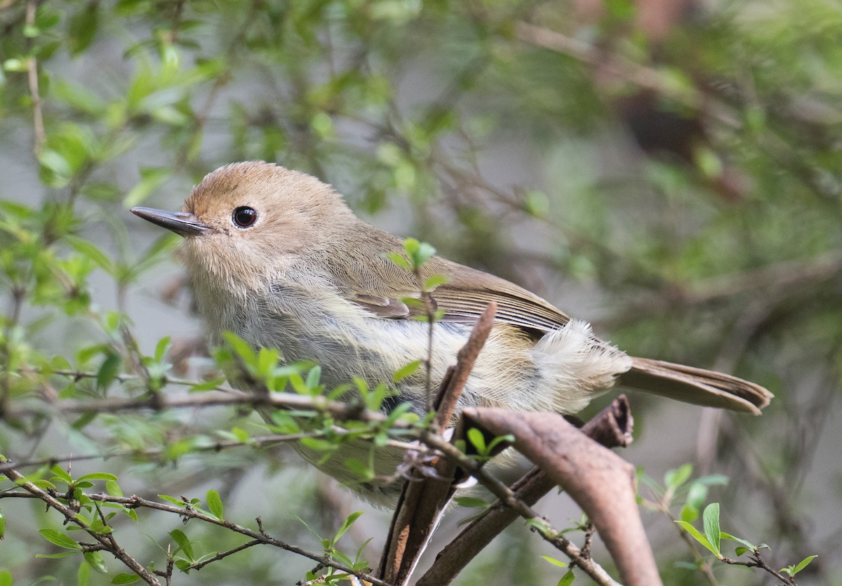 Кущовик східний - ML646564251